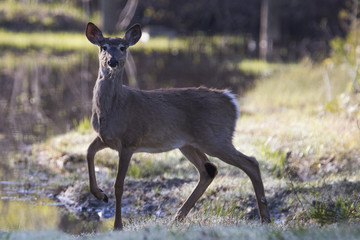 female white tailed deer in spring