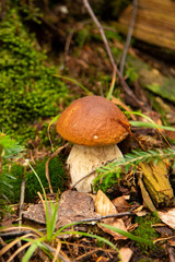 Boletus edulis edible mushroom in the forest