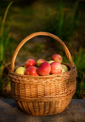 Juicy apples in a basket on a wooden table in the background of a garden