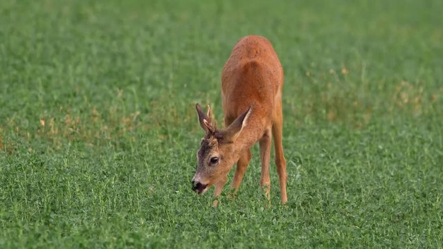 European roe deer (Capreolus capreolus) grazing in alfalfa field