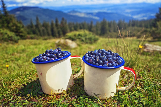 Hiking in the mountains ,summer vacation. Two cups of  blueberries on background of sunny mountains grass and hills .Organic natural products, collected  in Carpathian ,Dragobrat ,Ukraine