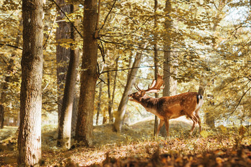 A young deer in the autumn forest during the mating period. An animal is calling and looking for a female to mate.