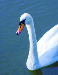 white swan on the lake