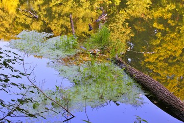 The log floats on the river