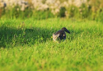  beautiful cat runs fast and fun on a green bright meadow with fresh grass on a Sunny spring day