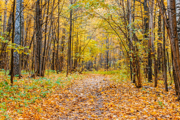 Path in a forest with colorful autumn leaves