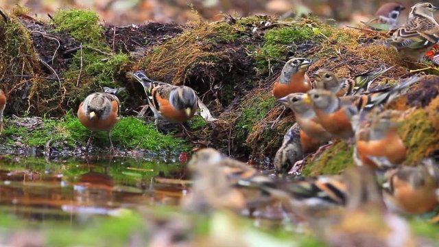 flock of beautiful birds drinking water in the autumn forest