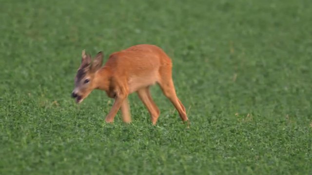European roe deer (Capreolus capreolus) grazing in alfalfa field