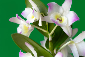 Dendrobium, Flower, Orchid, Plant 3