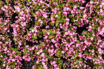 Fototapeta premium Garden ornamental flowers. Texture. Top wiew