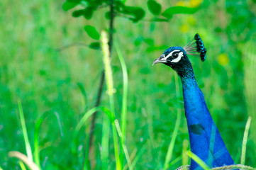 Peacock head and bright blue neck peering out in the middle of green plants and bushes. The bright...