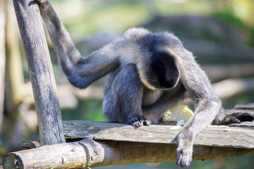 Gibbon à bonnet