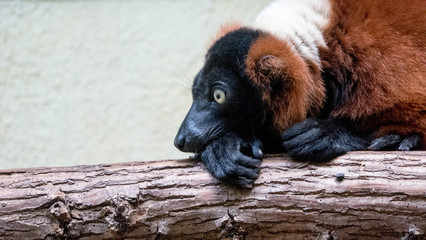 Lemur lying on the tree