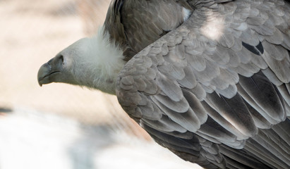 Vulture portrait