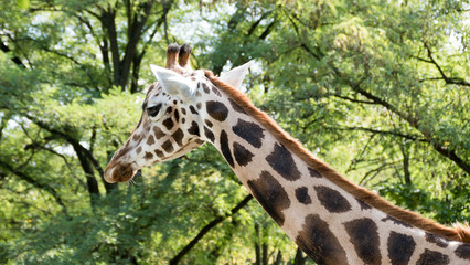 Giraffe profile