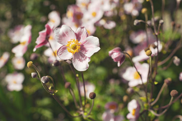 White and pink flower with yellow pistills in closeup