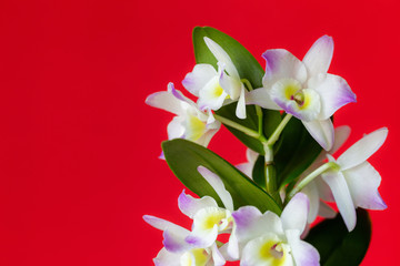 Dendrobium, Flower, Orchid, Plant 5