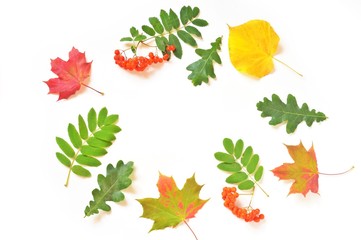 Autumn round photo frame/ Flat lay photo green, yellow, red leaves and rowan berries on white background