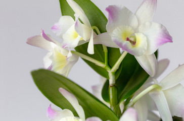 Dendrobium, Flower, Orchid, Plant 7