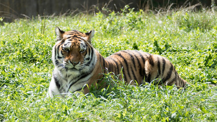 Tiger lying on the grass