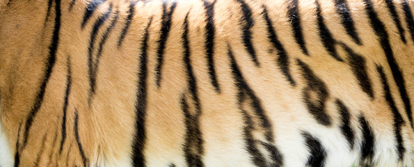 Close-up of tiger fur, nature pattern, background