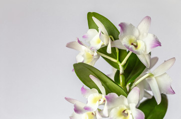 Fototapeta na wymiar Dendrobium, Flower, Orchid, Plant 8