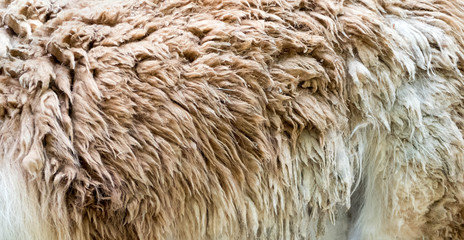 Close-up of animal fur, nature pattern, background