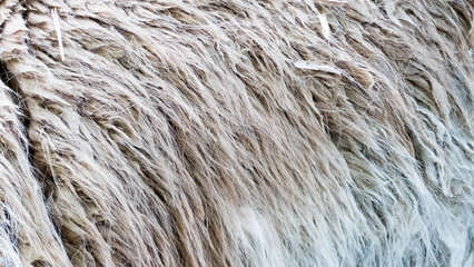 Close-up of animal fur, nature pattern, background
