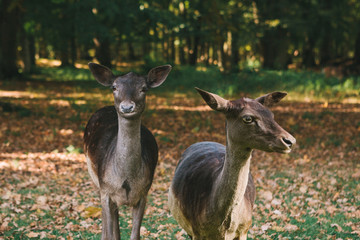 A group of young deer in a sunny meadow near a forest in autumn.