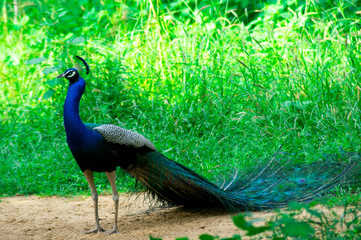 peacock, national bird of india, walking on the ground with trees and bushes around it. Shows the beautiful long tail and neck and brightly blue colored feathers