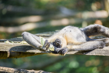 Gibbon à bonnet couché sur le dos