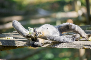 Gibbon à bonnet couché sur le dos