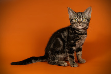 American shorthair cat on colored backgrounds