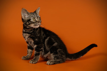 American shorthair cat on colored backgrounds