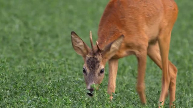 European roe deer (Capreolus capreolus) grazing in alfalfa field