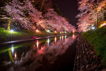Light up for illuminated cherry blossom trees in night time at Matsuka, Toyama, Japan - 221175818
