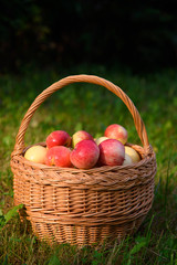 Organic apples in basket in summer grass. Fresh apples in nature