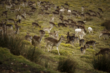 Obraz na płótnie Canvas fallow deer herd