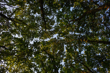 Obraz premium Woodland