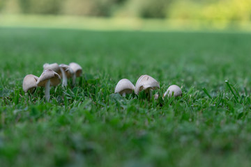 Tiny mushrooms