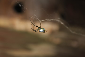 Spider