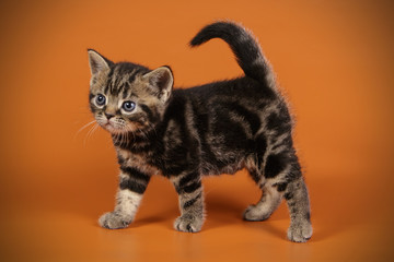 American shorthair cat on colored backgrounds