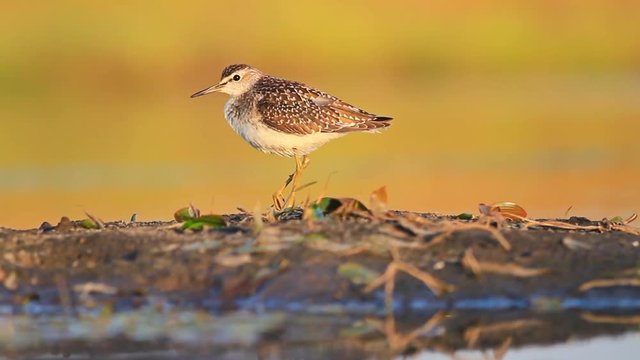 sandpiper with injured leg standing near water