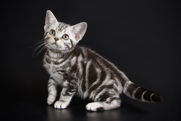 Plakat American shorthair cat on colored backgrounds