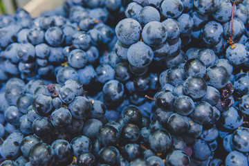Uvas
