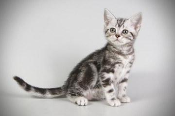 American shorthair cat on colored backgrounds