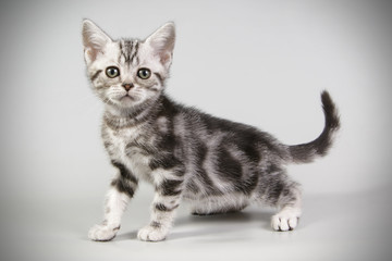American shorthair cat on colored backgrounds