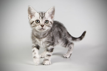 American shorthair cat on colored backgrounds