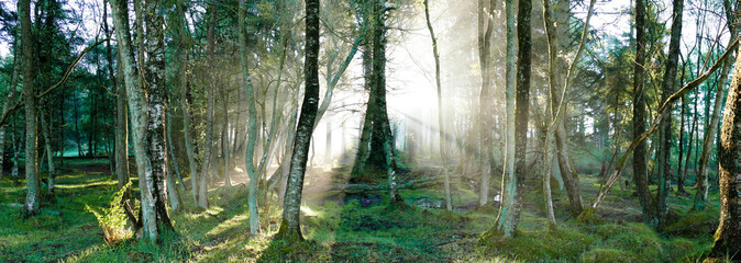 Early Morning Myst with sunshine in the woods - Ponorama