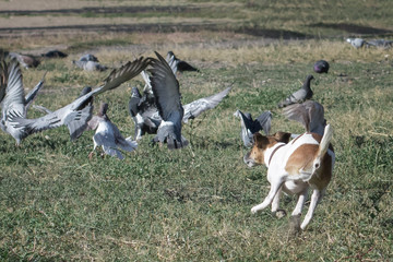 Dog fox terrier for a walk chases pigeons